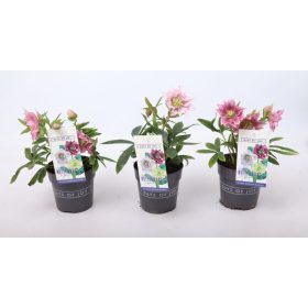   Helleborus orientalis 'Double Ellen dark pink' - Hunyor