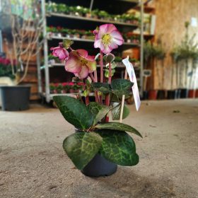 Helleborus frostkiss mix promo - hunyor