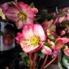 Helleborus frostkiss mix promo - hunyor