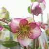 Helleborus frostkiss mix promo - hunyor