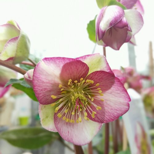 Helleborus frostkiss mix promo - hunyor