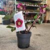 Helleborus frostkiss mix promo - hunyor