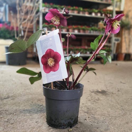 Helleborus frostkiss mix promo - hunyor