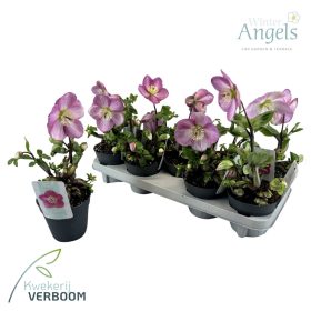 Helleborus "Verboom Sifra" - Hunyor