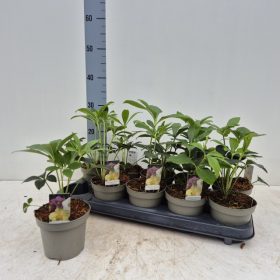 Helleborus orientalis mix - Hunyor