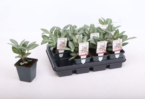 Helleborus orientalis mix - Hunyor