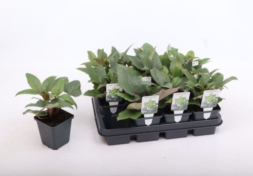 Helleborus orientalis mix - Hunyor