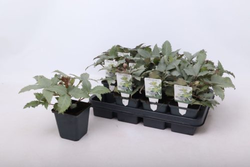 Helleborus orientalis mix - Hunyor