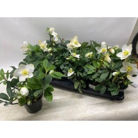 Helleborus niger 'Happy Day' - Hunyor