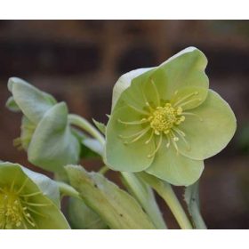 Helleborus argutifolius 'Silver Lace' - Hunyor