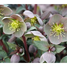 Helleborus sternii - Hunyor