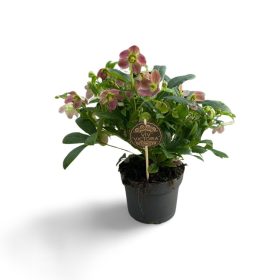 Helleborus orientalis 'VIV Victoria' - Hunyor