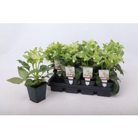 Helleborus lividus 'Purple price' - Hunyor