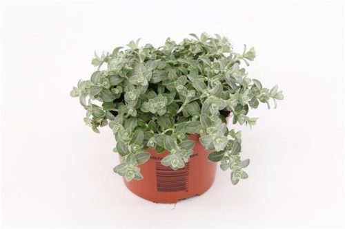 Helichrysum petiolare 'Mist' - Kereklevelű szalmagyopár