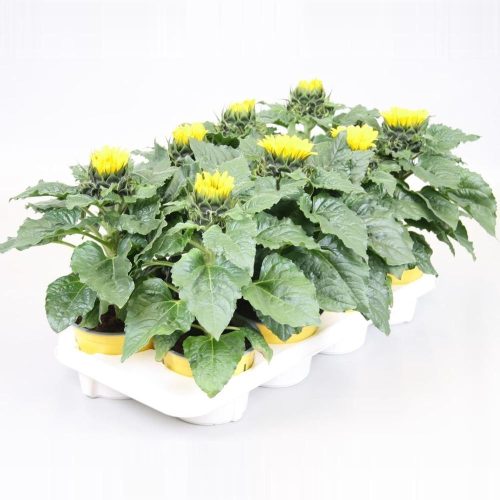 Helianthus Sunsation - Dísznapraforgó
