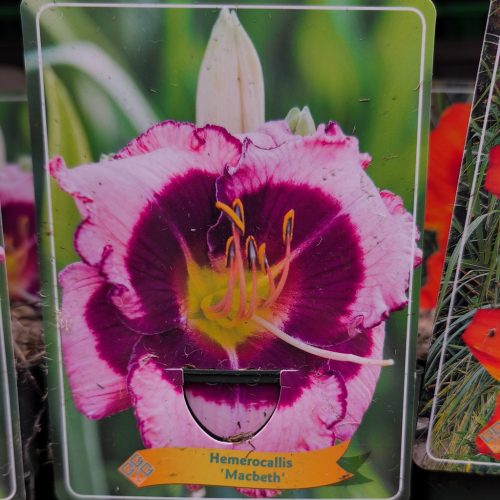 Hemerocallis Mix - sásliliom