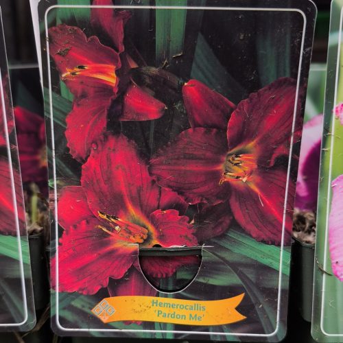Hemerocallis Mix - sásliliom