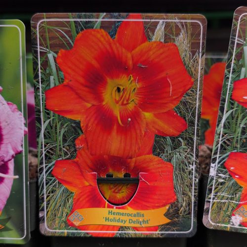 Hemerocallis Mix - sásliliom