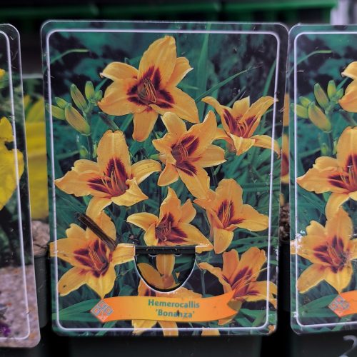 Hemerocallis Mix - sásliliom