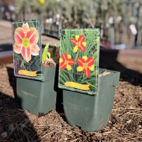 Hemerocallis Mix - sásliliom