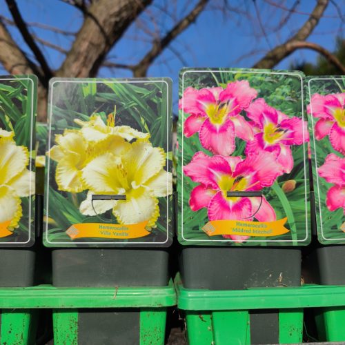 Hemerocallis Mix - sásliliom