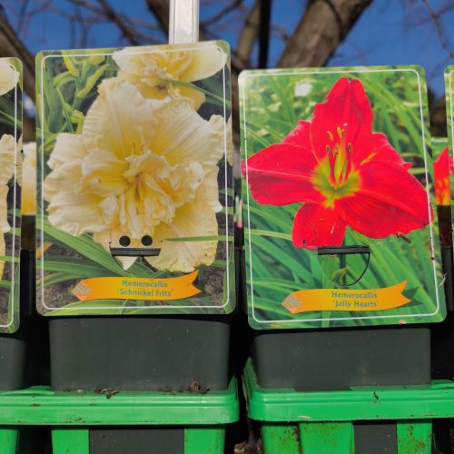 Hemerocallis Mix - sásliliom