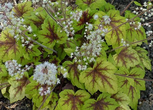 Heuchera 'Art Nouveau' - Tűzeső