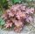 Heuchera 'Boysenberry' - Tűzeső