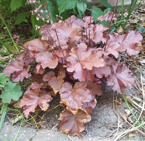 Heuchera 'Boysenberry' - Tűzeső