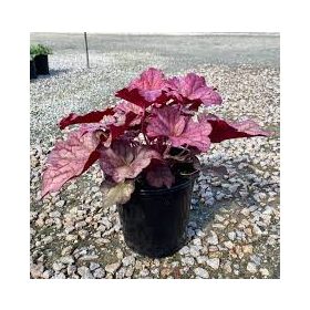Heuchera 'Berry Smoothie' - Tűzeső