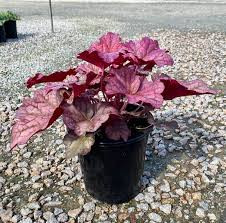 Heuchera 'Berry Smoothie' - Tűzeső