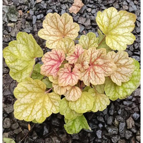 Heuchera 'Champagne' - Tűzeső