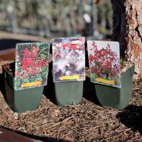 Heuchera mix - Tűzeső mix