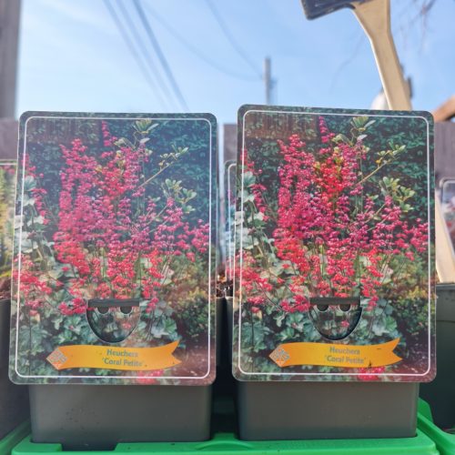 Heuchera mix - Tűzeső mix