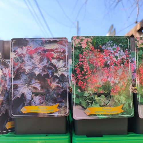 Heuchera mix - Tűzeső mix