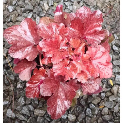 Heuchera 'Forever Red' - Tűzeső