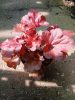Heuchera 'Forever Red' - Tűzeső
