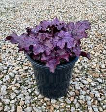 Heuchera "Forever Purple" - Tűzeső