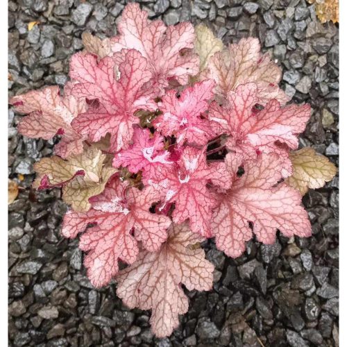 Heuchera 'Georgia Plum' - Tűzeső