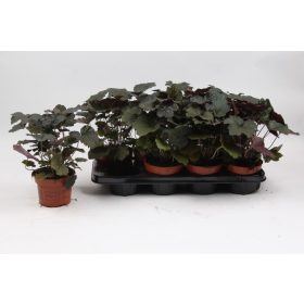 Heuchera americana - Amerikai tűzeső