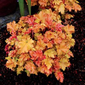 Heuchera "Marmalade" - Tűzeső