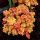 Heuchera "Marmalade" - Tűzeső