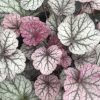 Heuchera Northern exposure Silver - Tűzeső