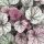 Heuchera Northern exposure Silver - Tűzeső