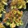 Heuchera 