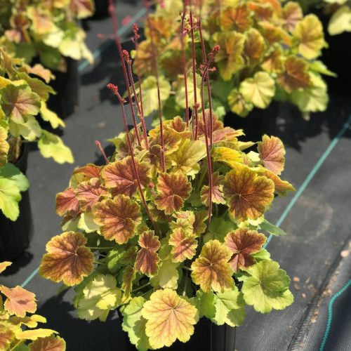 Heuchera 