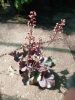 Heuchera Northern exposure Silver - Tűzeső