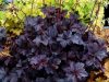 Heuchera "Obsidian" - Tűzeső