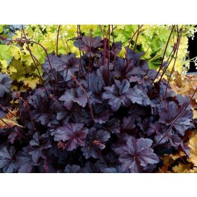 Heuchera "Obsidian" - Tűzeső