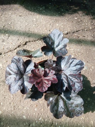 Heuchera "Obsidian" - Tűzeső